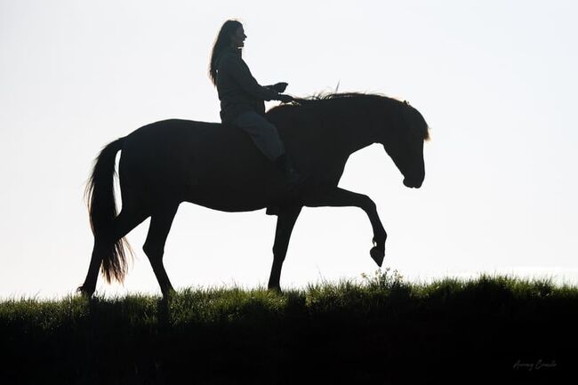 8yo PRE gelding Livino de Gredos, Laima Piliņa, Horses For Sale, Bauska, Image 2