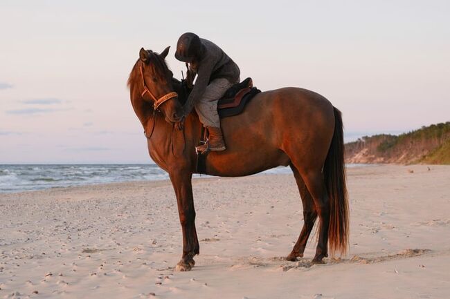 8yo PRE gelding Livino de Gredos, Laima Piliņa, Horses For Sale, Bauska, Image 4