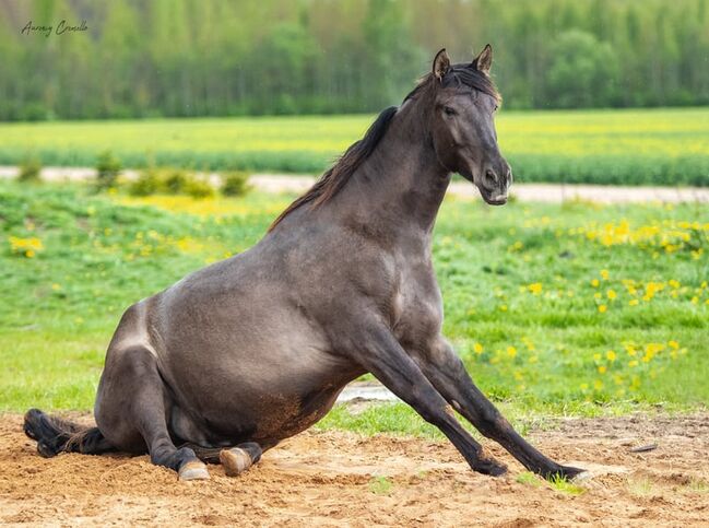 8yo PRE gelding Livino de Gredos, Laima Piliņa, Konie na sprzedaż, Bauska, Image 3