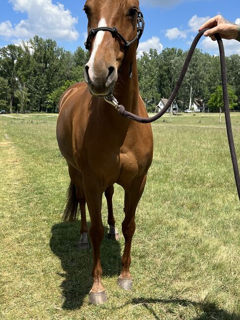 9 year old Gunnatrashya mare, Petra Herrmann, Horses For Sale, Kerekeghyhaza , Image 2