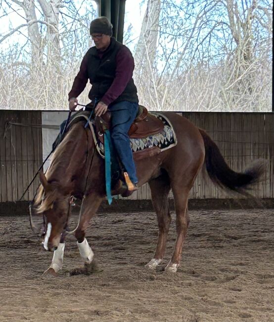 9 year old Gunnatrashya mare, Petra Herrmann, Horses For Sale, Kerekeghyhaza , Image 12