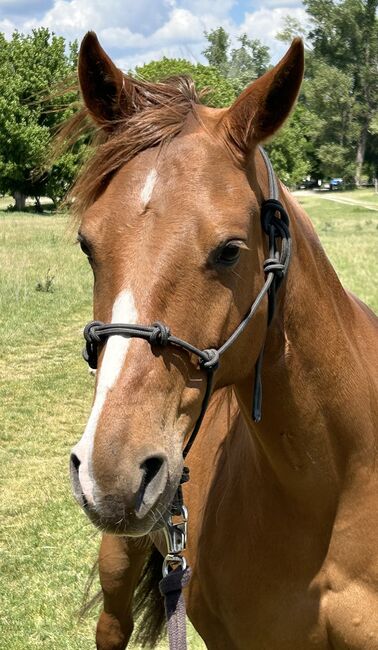 9 year old Gunnatrashya mare, Petra Herrmann, Horses For Sale, Kerekeghyhaza , Image 9