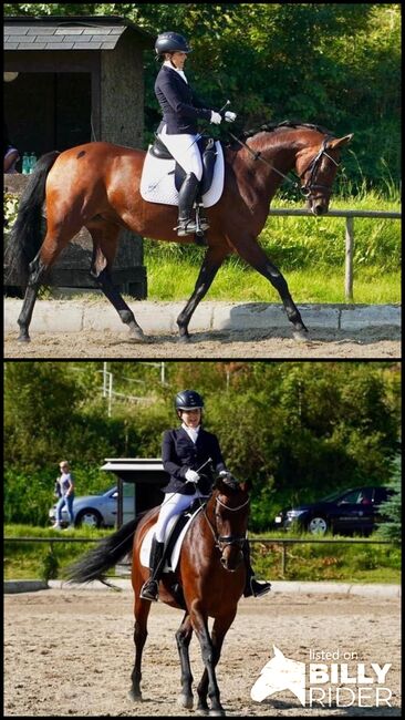 9 jährige ÖWB Stute, Stefanie  Haring, Horses For Sale, Kapfenberg , Image 3