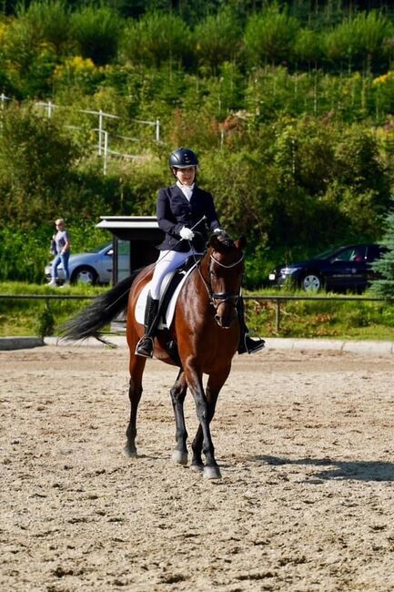 9 jährige ÖWB Stute, Stefanie  Haring, Horses For Sale, Kapfenberg , Image 2