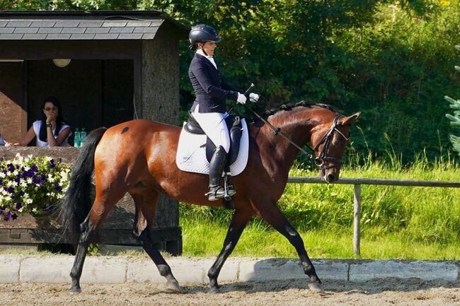 9 jährige ÖWB Stute, Stefanie  Haring, Horses For Sale, Kapfenberg 