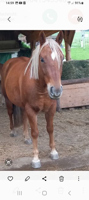 9 jähriger Quarterwallach, Eveline Jölli, Horses For Sale, Windischbach-Gegend, Image 2