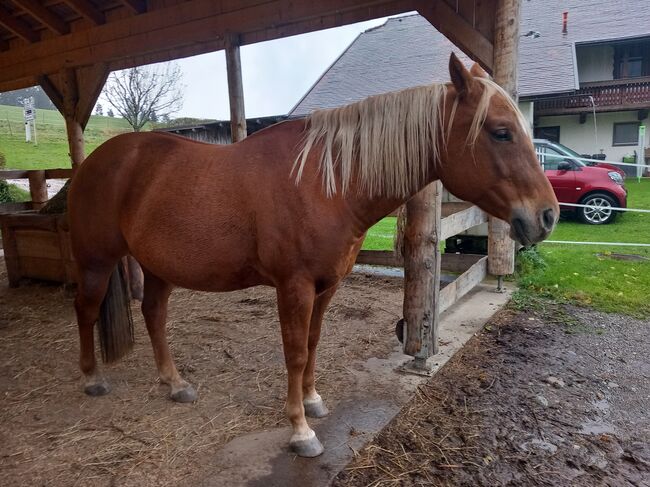 9 jähriger Quarterwallach, Eveline Jölli, Horses For Sale, Windischbach-Gegend, Image 4