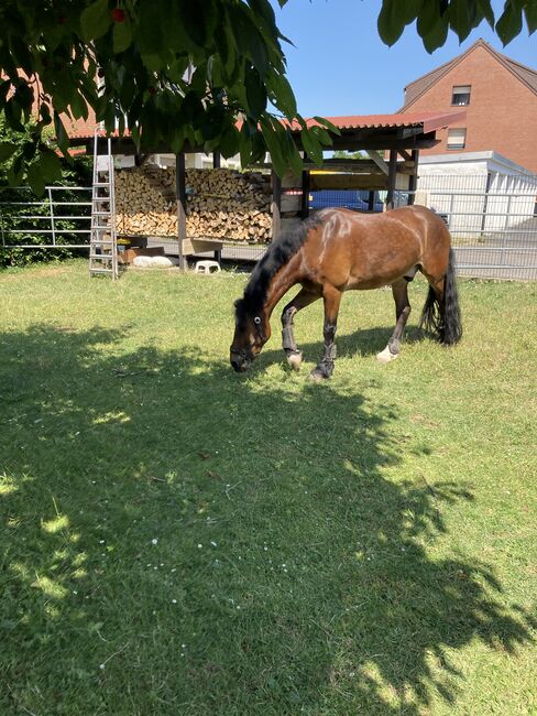 9 jähriger Welsh cob, Bekker, Horses For Sale, Elsdorf, Image 3