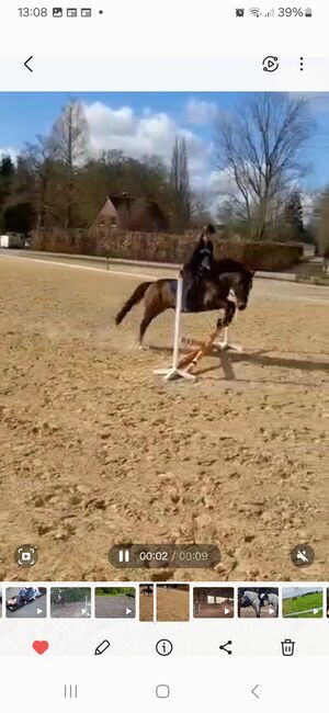 9 jährigen Allrounder, Louisa Sandstede , Pferd kaufen, Edewecht, Abbildung 9