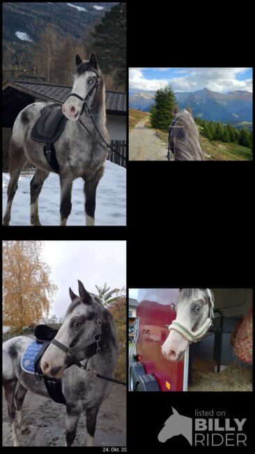 9 jährigen Appaloosawallach, SP, Pferd kaufen, Innsbruck, Abbildung 6