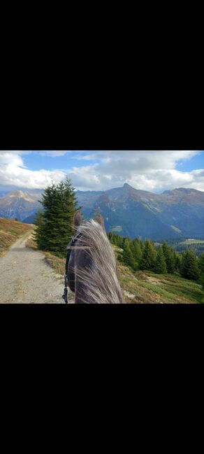 9 jährigen Appaloosawallach, SP, Pferd kaufen, Innsbruck, Abbildung 2