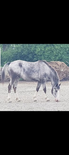 9 jährigen Appaloosawallach, SP, Pferd kaufen, Innsbruck, Abbildung 5