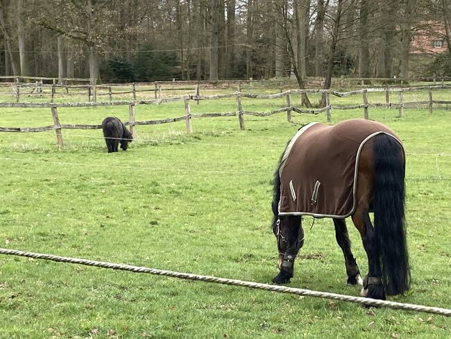 9 jähriger Welsh cob, Bekker, Pferd kaufen, Elsdorf, Abbildung 6