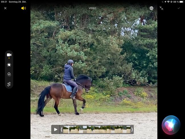 9 jähriger Welsh cob, Bekker, Pferd kaufen, Elsdorf