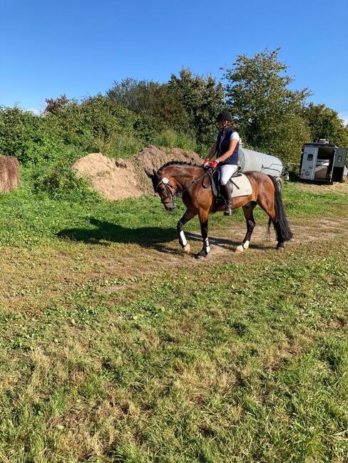 9 jähriger Welsh cob, Bekker, Konie na sprzedaż, Elsdorf, Image 2