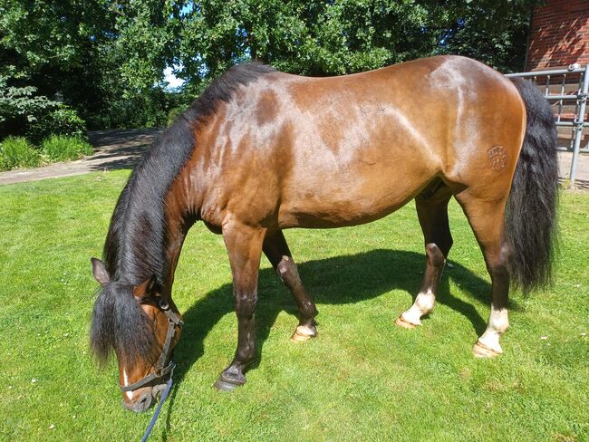 9 jährigen Allrounder, Louisa Sandstede , Horses For Sale, Edewecht, Image 5