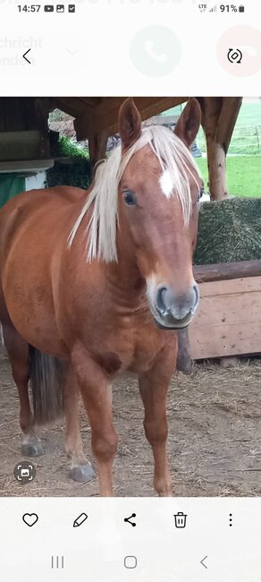 9 jähriger Quarterwallach, Eveline Jölli, Horses For Sale, Windischbach-Gegend, Image 3