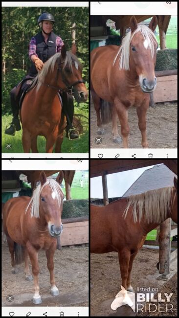 9 jähriger Quarterwallach, Eveline Jölli, Horses For Sale, Windischbach-Gegend, Image 6