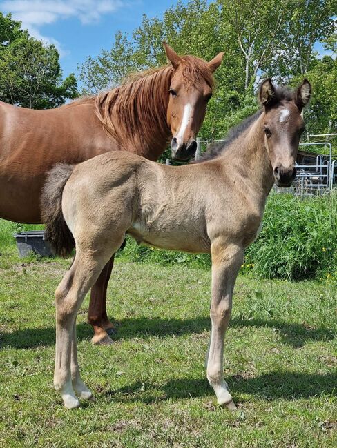 9 year old Gunnatrashya mare, Petra Herrmann, Horses For Sale, Kerekeghyhaza , Image 4