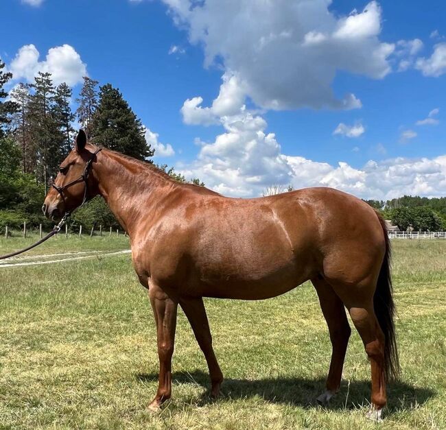 9 year old Gunnatrashya mare, Petra Herrmann, Horses For Sale, Kerekeghyhaza , Image 11