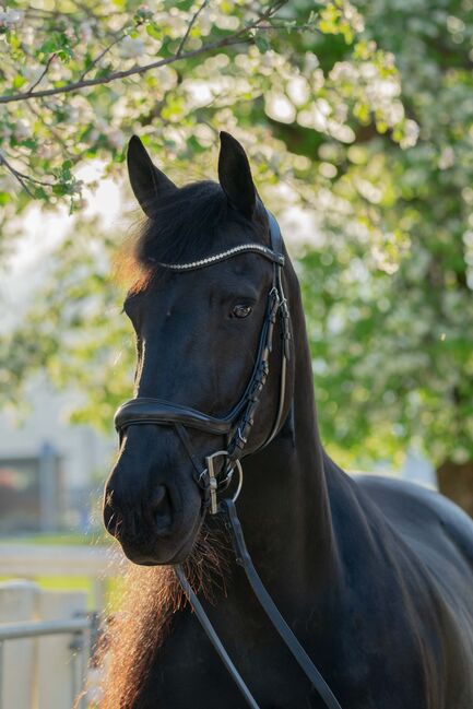 9 jährige STER Stute mit top Abstammung, Lisa , Horses For Sale, Unternberg