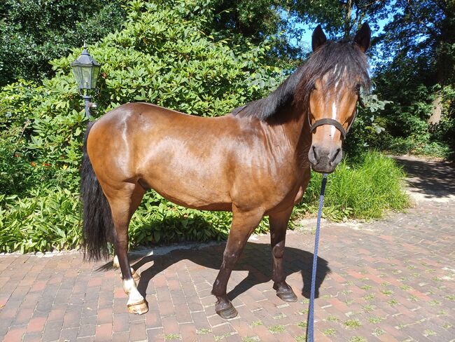 9 jährigen Allrounder, Louisa Sandstede , Horses For Sale, Edewecht, Image 7