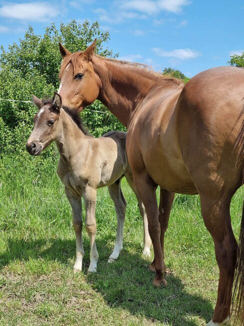 9 year old Gunnatrashya mare, Petra Herrmann, Horses For Sale, Kerekeghyhaza , Image 6