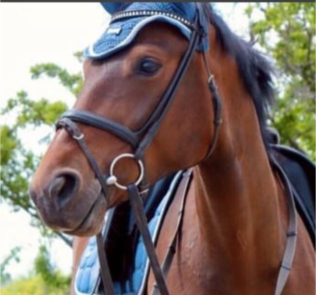 9 jährige Hannoveraner Stute / Vater Scolari, Claudia , Horses For Sale, Frankfurt am Main