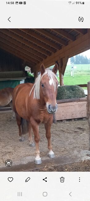 9 jähriger Quarterwallach, Eveline Jölli, Horses For Sale, Windischbach-Gegend, Image 5