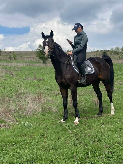 9yo Bulgarian sport horse, Alex, Horses For Sale, Ruse