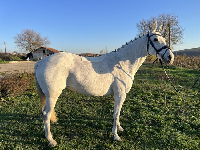 9yo mare 147cm, Alex , Konie na sprzedaż, Senovo