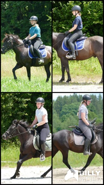 Ein Kumpel durch dick und dünn, Irene Zimmermann, Horses For Sale, Ramsau am Dachstein, Image 7