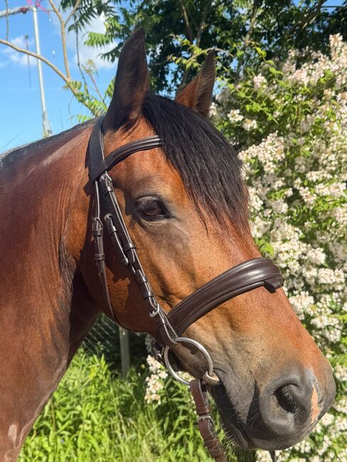 Sympathische, elegante Welsh Cob Stute, Ute, Horses For Sale, Osterburg