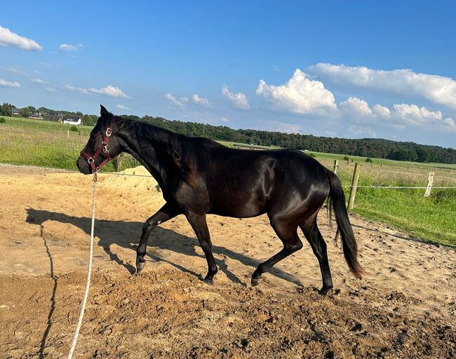 Ein Traum in Schwarz, Kerstin Rehbehn (Pferdemarketing Ost), Horses For Sale, Nienburg, Image 6