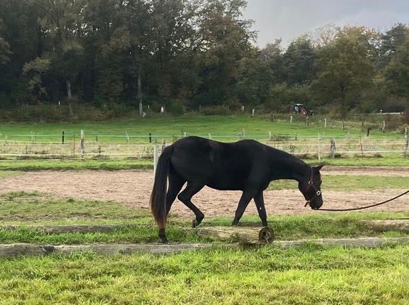 Ein Traum in Schwarz, Kerstin Rehbehn (Pferdemarketing Ost), Horses For Sale, Nienburg, Image 2