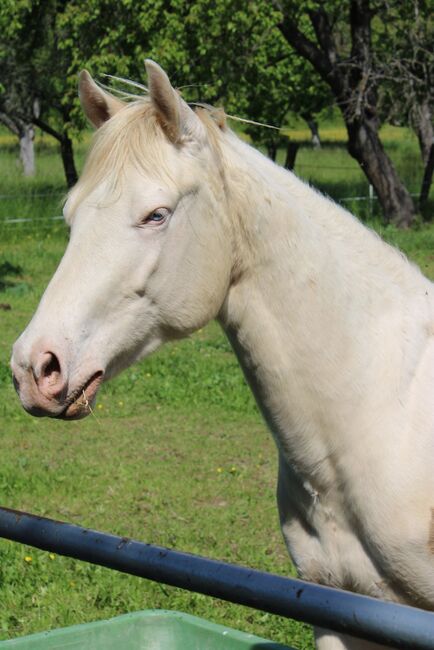 Ein Traum in Smoky Cream, Kerstin Rehbehn (Pferdemarketing Ost), Horses For Sale, Nienburg