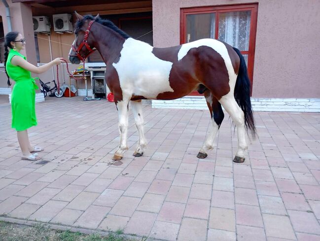 Ein freundschaftlicher Pony, Dominik Kovács , Riding Arena, Kecskemét