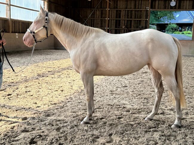 In sich ruhende, tolle Paint Horse Stute, Kerstin Rehbehn (Pferdemarketing Ost), Horses For Sale, Nienburg, Image 5