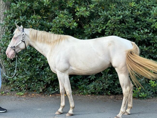 In sich ruhende, tolle Paint Horse Stute, Kerstin Rehbehn (Pferdemarketing Ost), Horses For Sale, Nienburg, Image 8