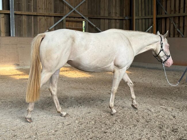 In sich ruhende, tolle Paint Horse Stute, Kerstin Rehbehn (Pferdemarketing Ost), Horses For Sale, Nienburg, Image 11