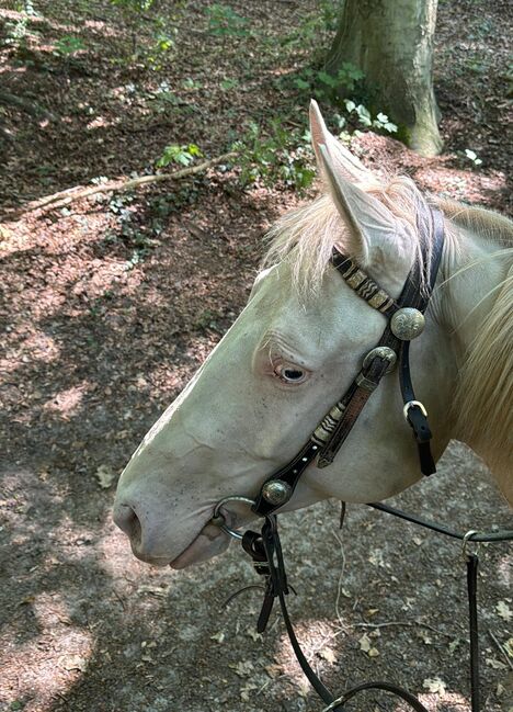 In sich ruhende, tolle Paint Horse Stute, Kerstin Rehbehn (Pferdemarketing Ost), Horses For Sale, Nienburg, Image 12