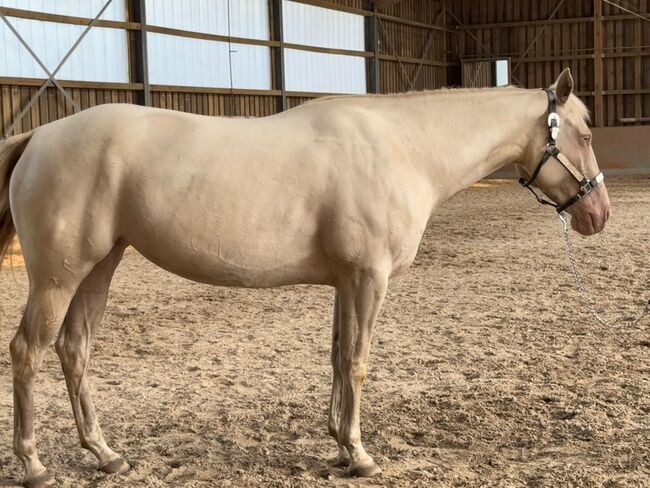 In sich ruhende, tolle Paint Horse Stute, Kerstin Rehbehn (Pferdemarketing Ost), Horses For Sale, Nienburg, Image 13