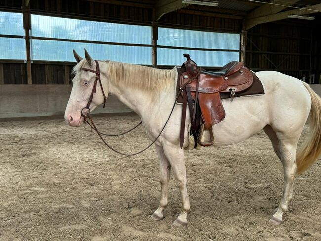 In sich ruhende, tolle Paint Horse Stute, Kerstin Rehbehn (Pferdemarketing Ost), Horses For Sale, Nienburg, Image 15