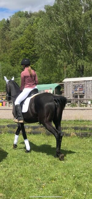 Ein Pferd für jeden der noch was lernen will, Manuela Fuchs, Horses For Sale, Gundelfingen, Image 5