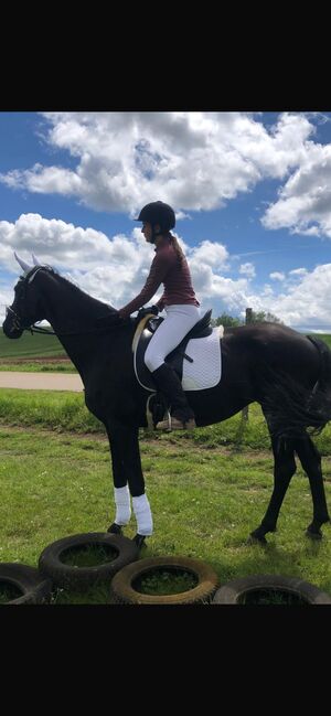 Ein Pferd für jeden der noch was lernen will, Manuela Fuchs, Horses For Sale, Gundelfingen, Image 8