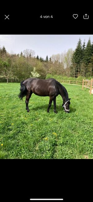 Ein Pferd für jeden der noch was lernen will, Manuela Fuchs, Horses For Sale, Gundelfingen, Image 9