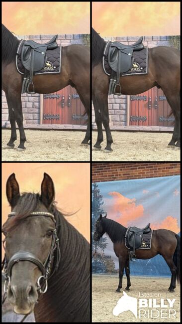 Ein Pferd zum Verlieben - Andalusier mit Charme und Zukunft, Kerstin Rehbehn (Pferdemarketing Ost), Horses For Sale, Nienburg, Image 12
