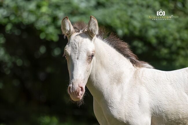 A Kizz To Remember - Azteca Horse, Hengst, 2 Monate, Classic Cream Champagne, WOW Pferd  (WOW Pferd), Pferd kaufen, Bayern - Attenkirchen