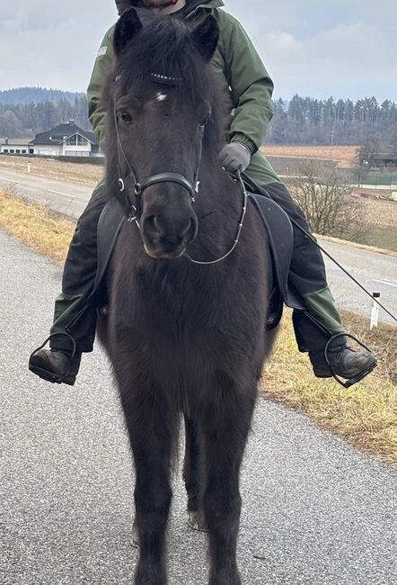 Freizeitpartnerin fürs Leben, Melina, Horses For Sale, St.Veit an der Glan