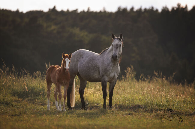 Ein Muskelpaket mit Charme und Zukunftsperspektive, Kerstin Rehbehn (Pferdemarketing Ost), Horses For Sale, Nienburg